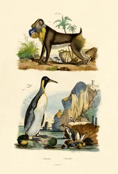 King Penguin